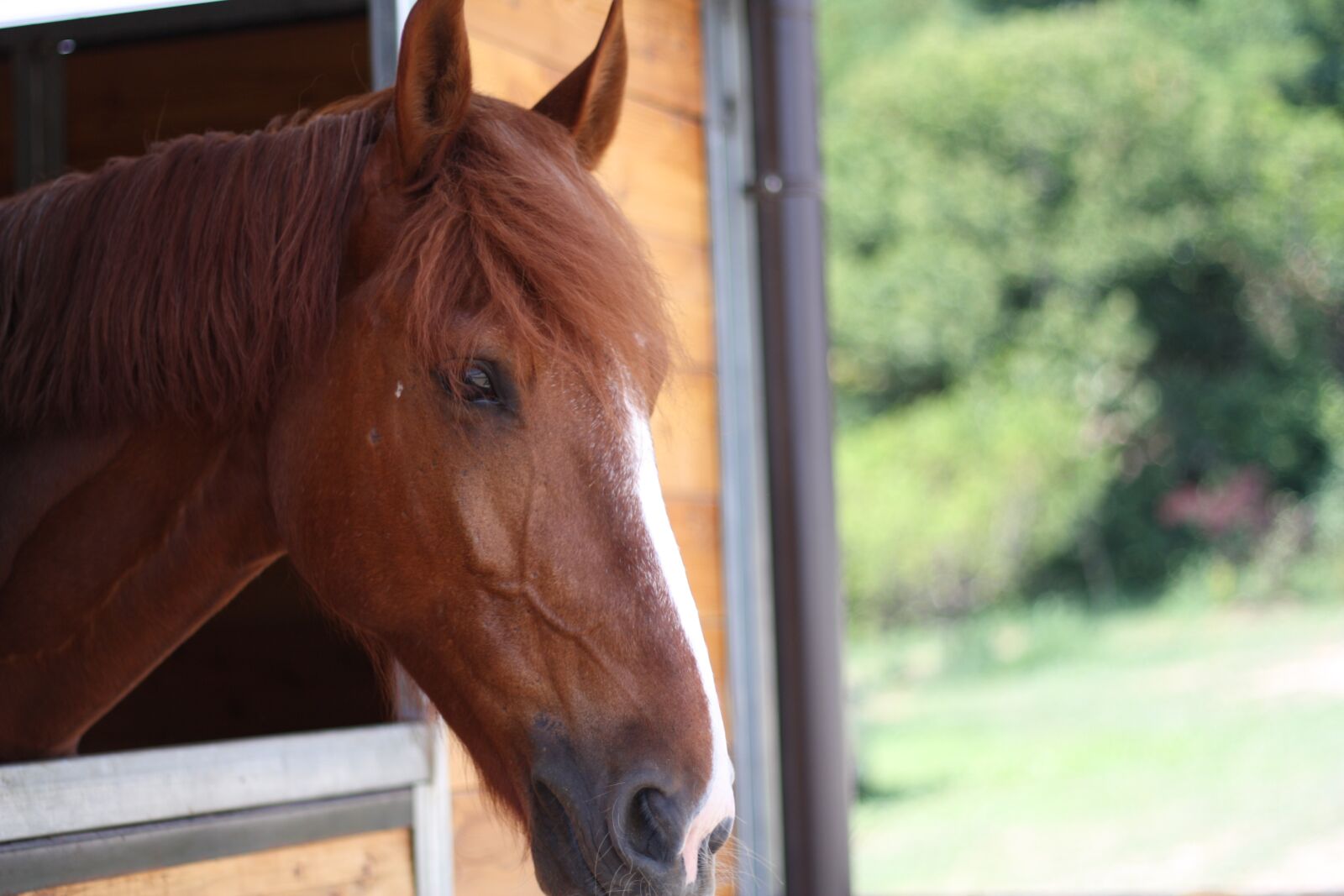 Canon EOS 450D (EOS Rebel XSi / EOS Kiss X2) sample photo. Chestnut, horse, cliff photography