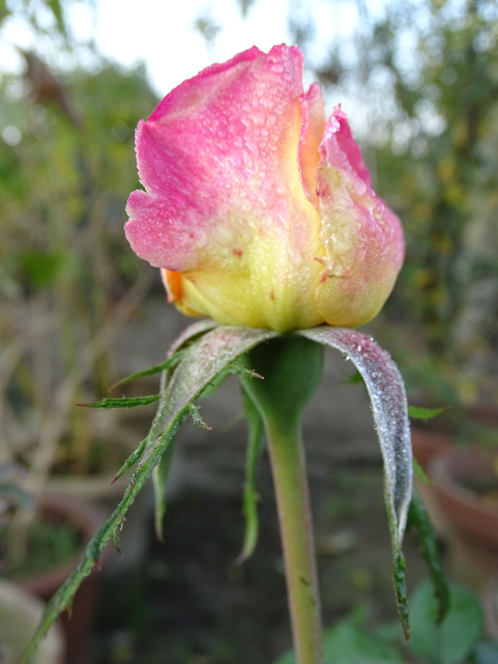Sony Cyber-shot DSC-HX400V sample photo. Flower, macro, photography, natrul photography