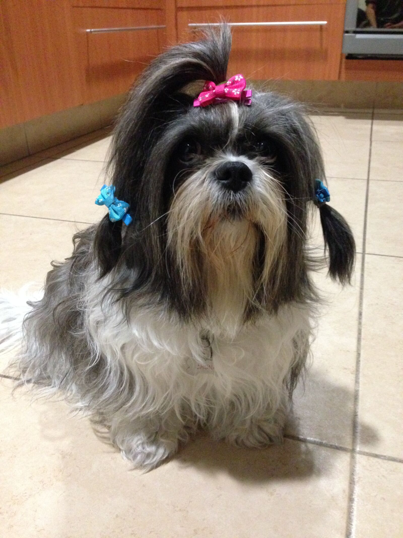 iPhone 5 back camera 4.12mm f/2.4 sample photo. Shih, tzu, dog photography