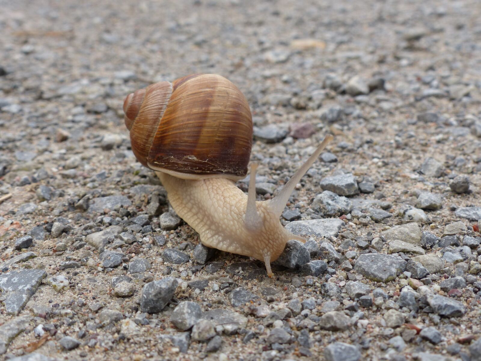 Panasonic Lumix DMC-FZ200 sample photo. Snail, mollusk, reptile photography