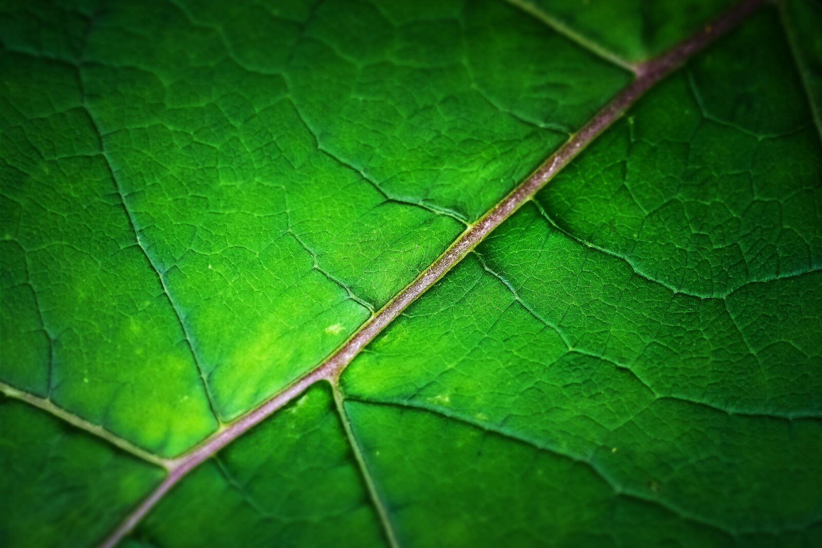 Olympus OM-D E-M10 sample photo. Leaf, structure, texture photography