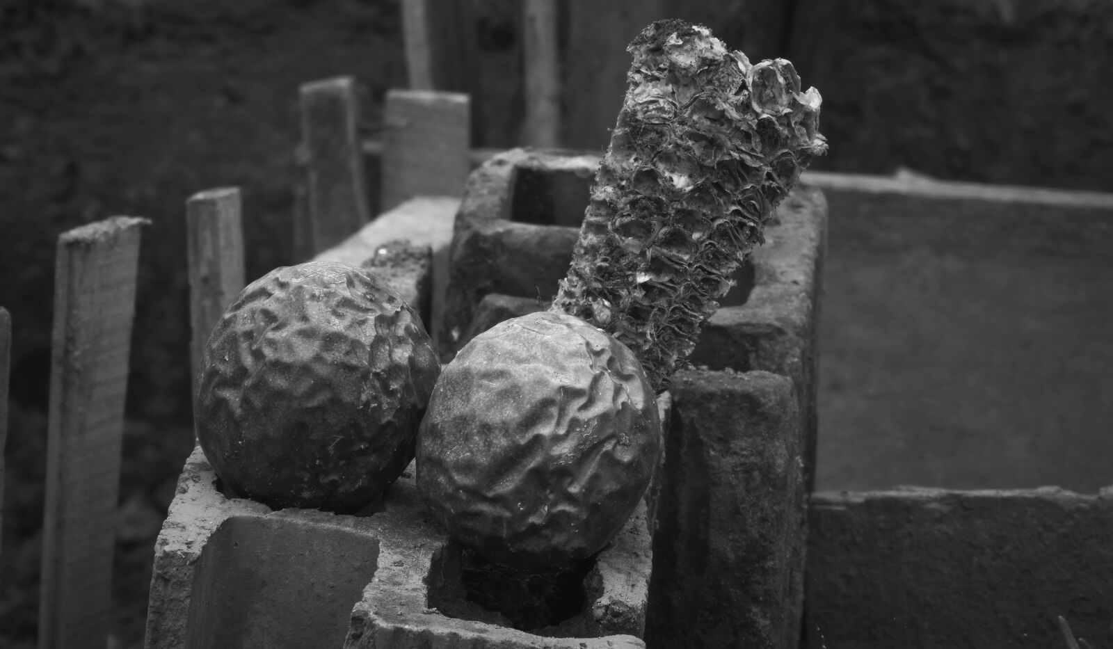 Nikon Coolpix B700 sample photo. Black and white, nature photography