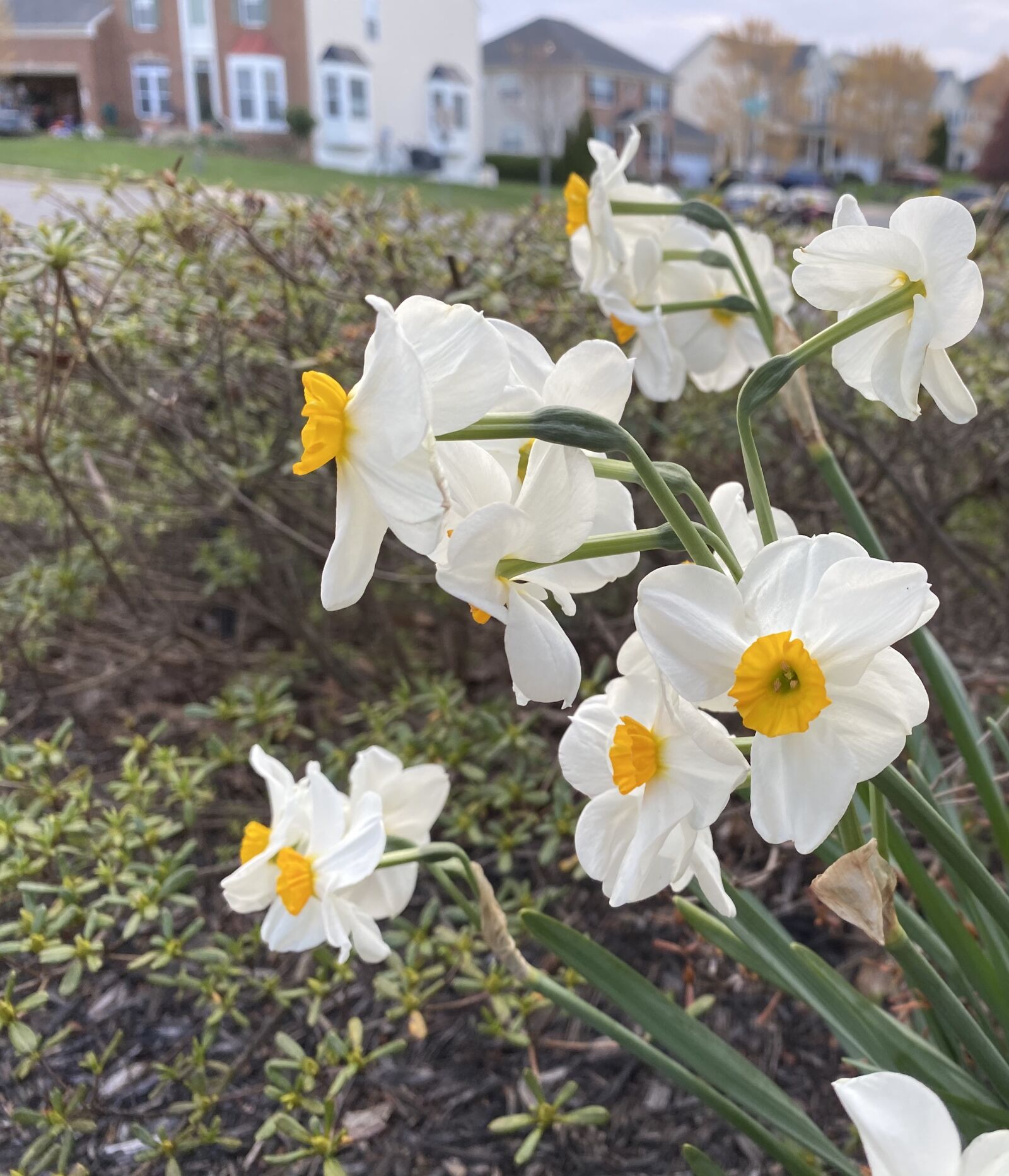 Apple iPhone 11 sample photo. Daffodils, white flowers, spring photography