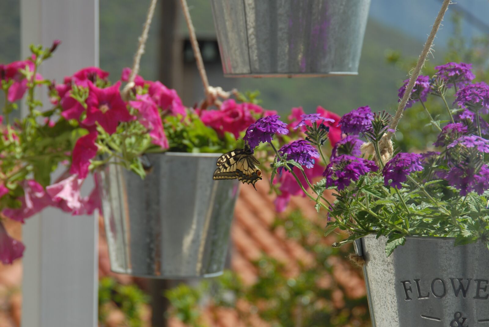 Nikon D200 sample photo. Butterfly, flowers, nature photography