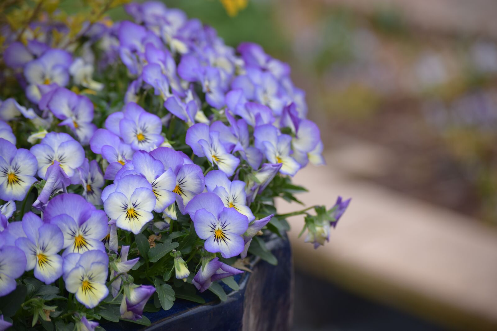 Nikon D3300 sample photo. Flower, flora, nature photography