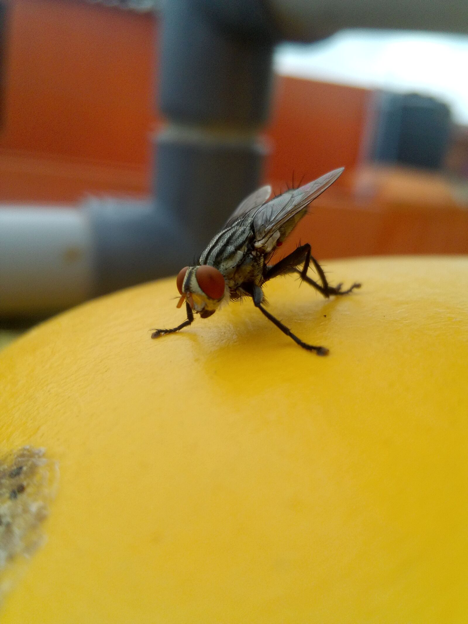 HUAWEI Y541-U02 sample photo. Flies, insect, animal photography