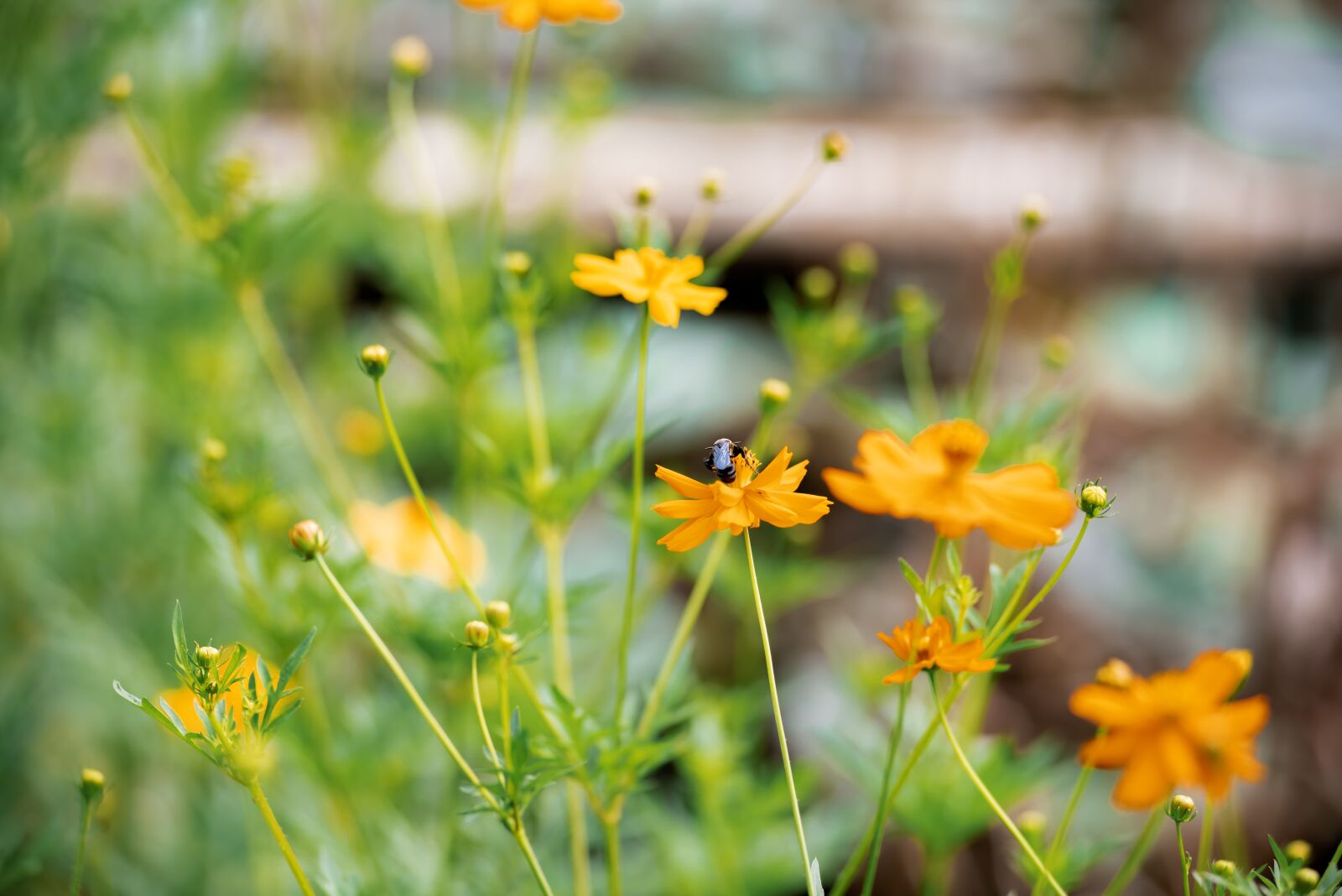 Nikon D750 sample photo. An eventful day, natural photography