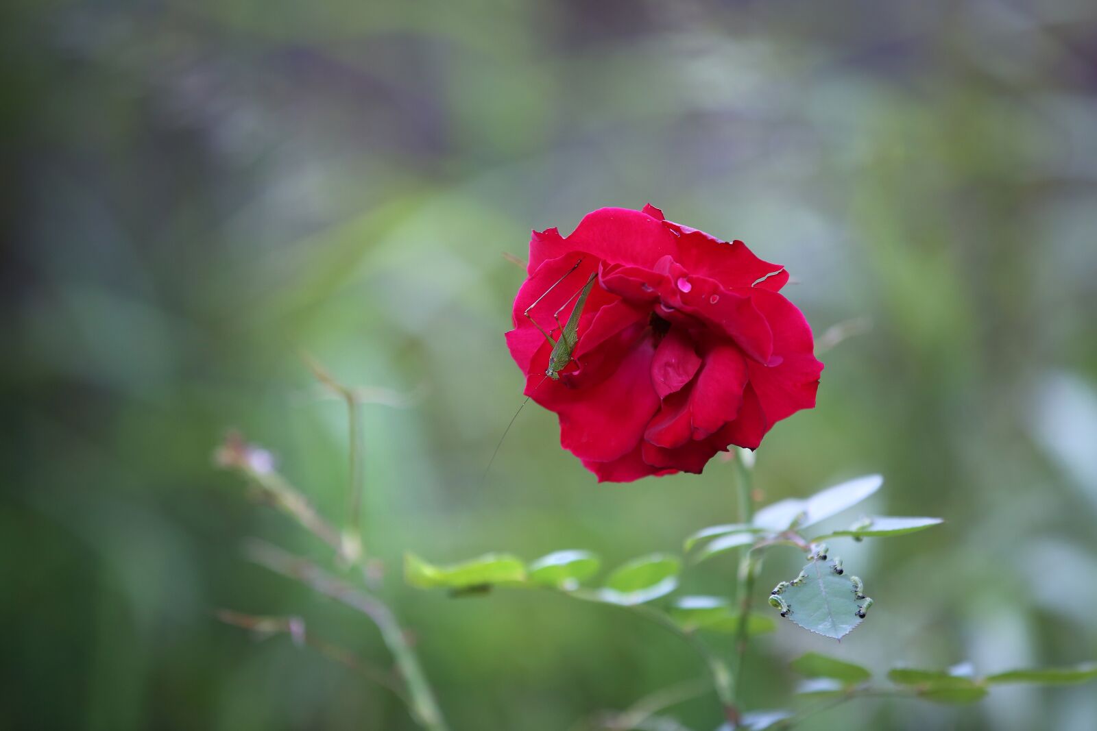 Canon EF 70-200mm F2.8L IS II USM sample photo. Rose, grasshopper, insects photography