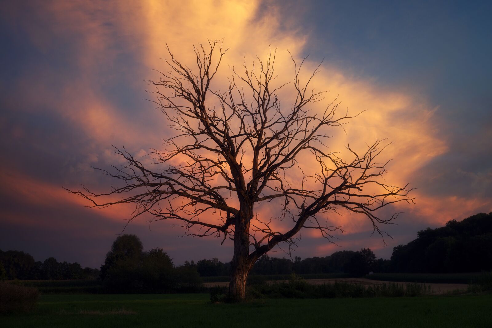 Sony a7 + Sony DT 50mm F1.8 SAM sample photo. Evening, tree, cloud formation photography