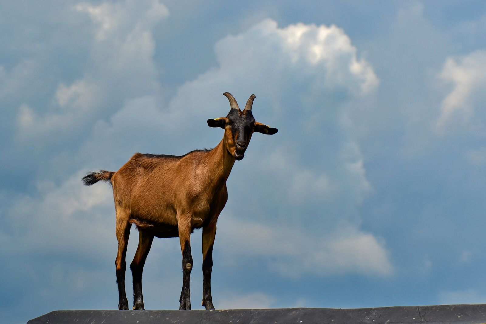 Nikon D3100 sample photo. Goat, nature, horns photography