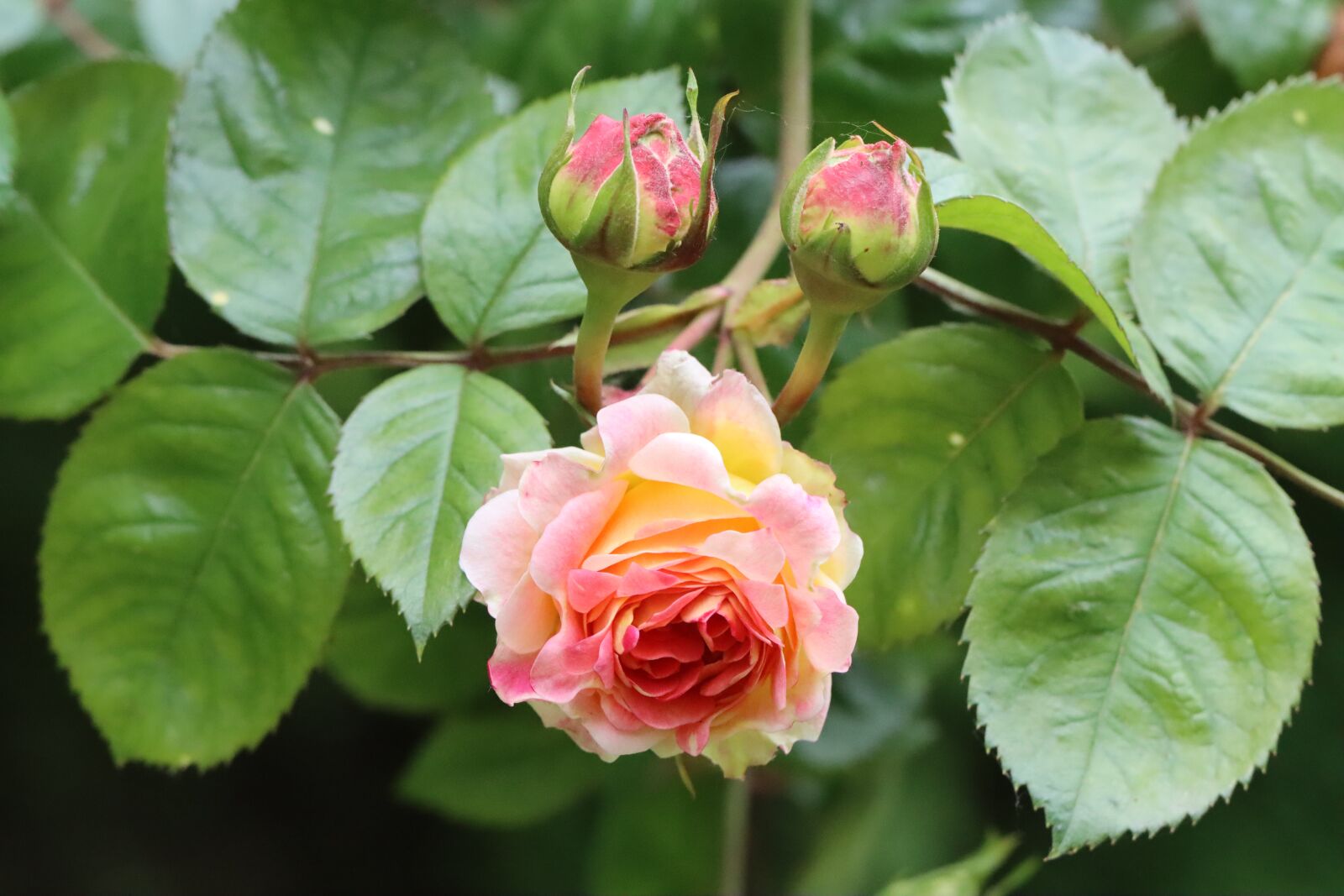 Canon EOS 90D sample photo. Pink, rosebush, flower photography