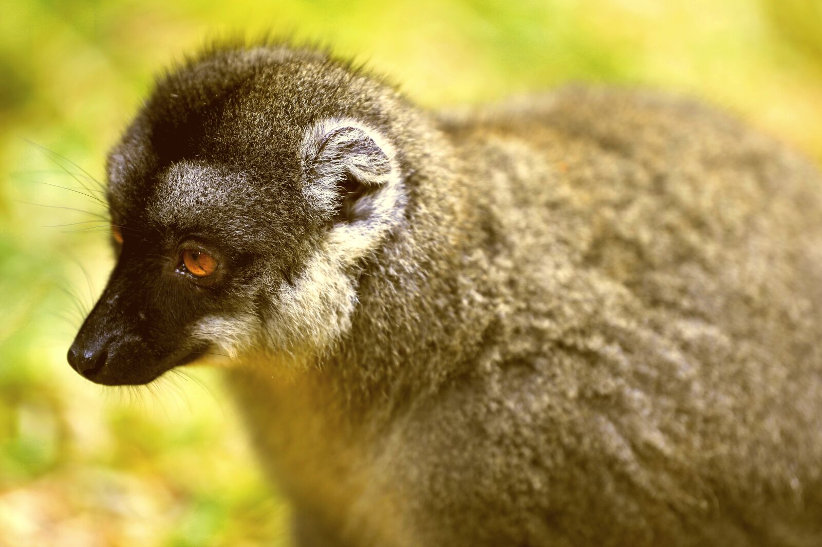 Nikon Df sample photo. Maki, lemurs, nature photography