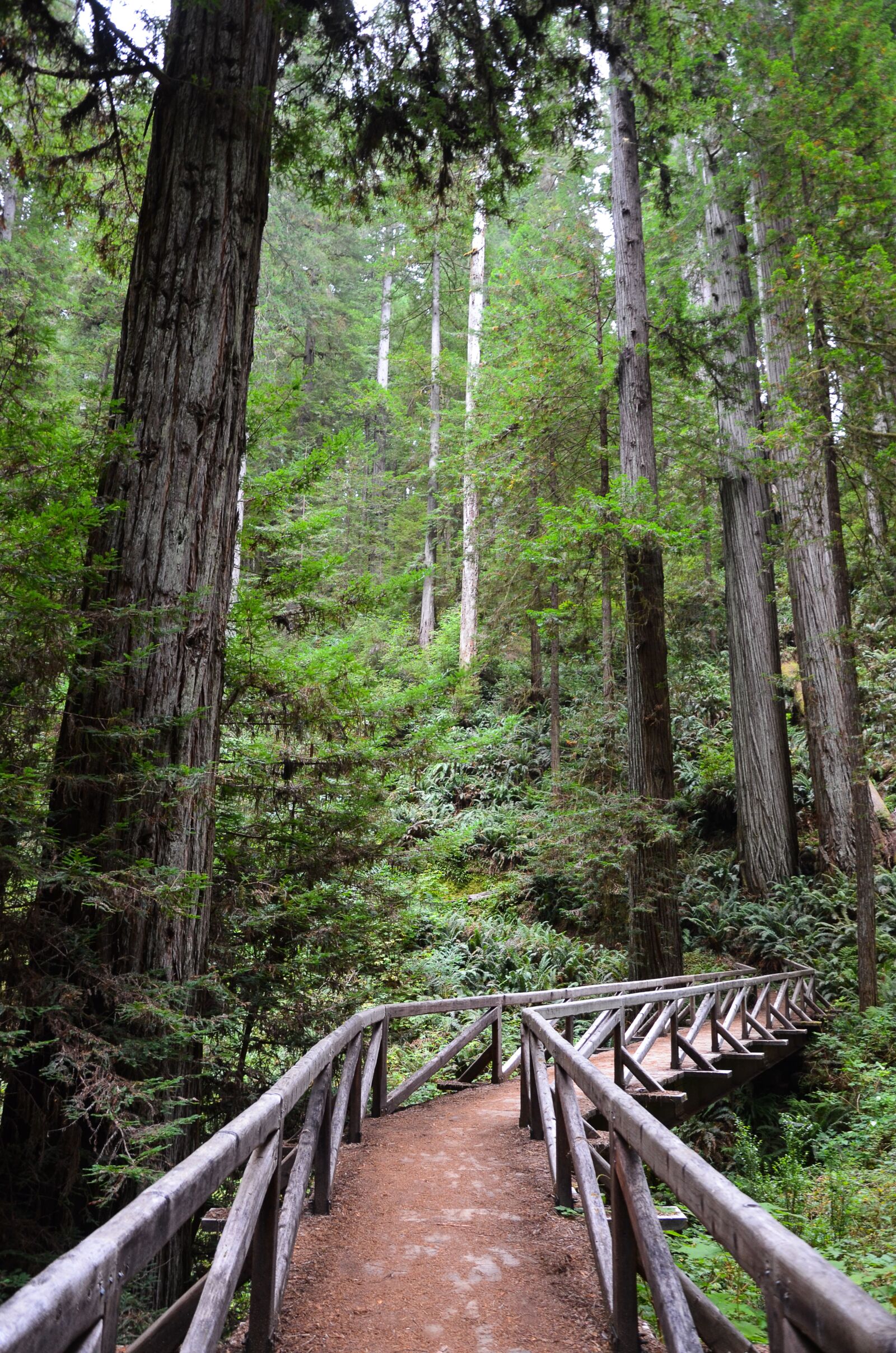 Nikon D5100 sample photo. Usa, america, california photography