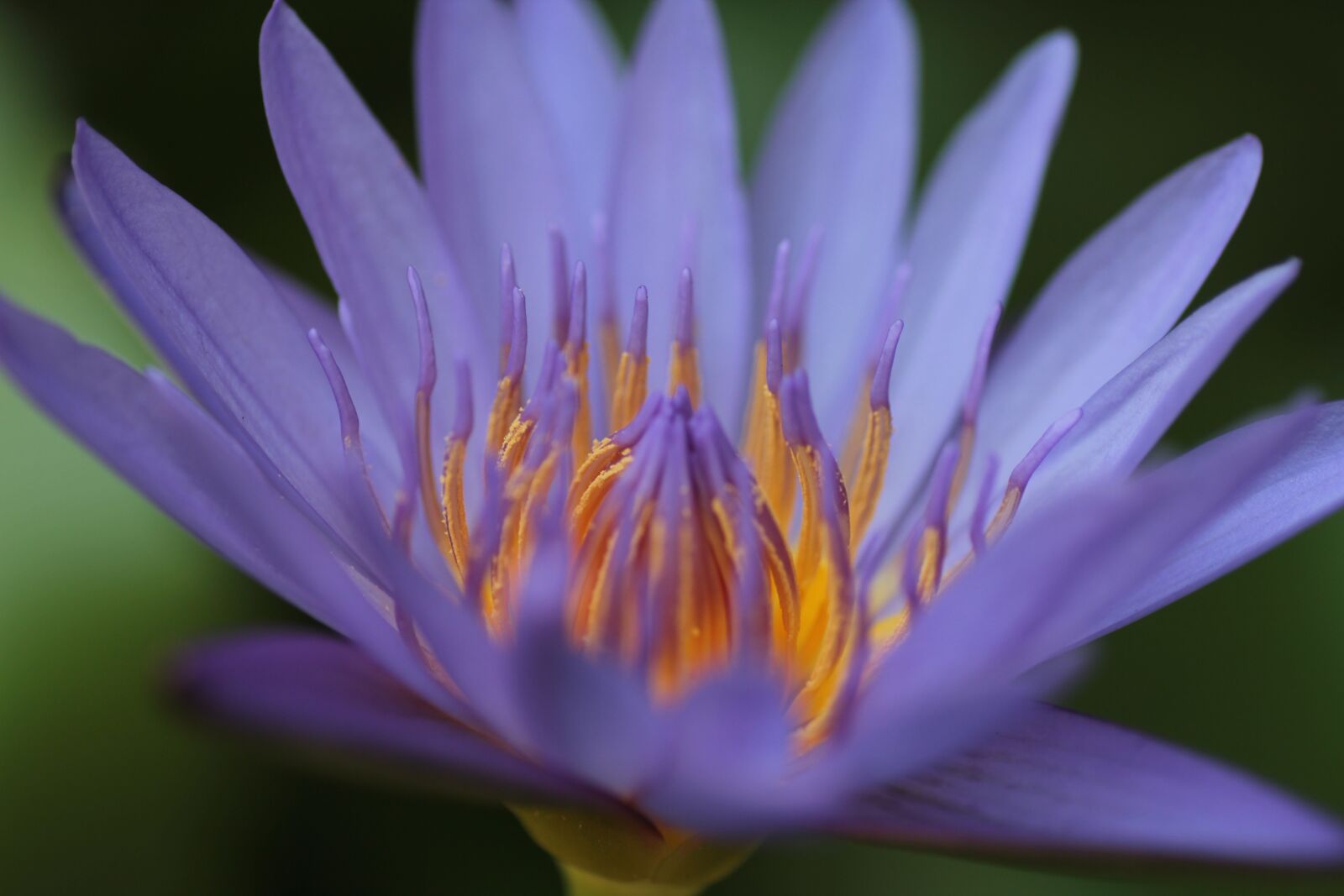 Canon EOS 550D (EOS Rebel T2i / EOS Kiss X4) sample photo. Lotus, flower, open photography