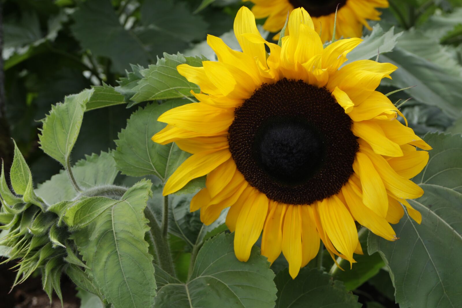 Canon EOS M sample photo. Sunflower, yellow, bloom photography