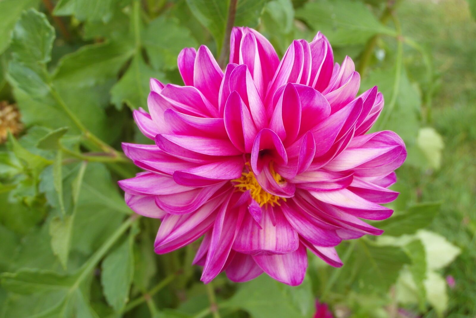 Samsung WB750 sample photo. Dalia, flower, garden photography