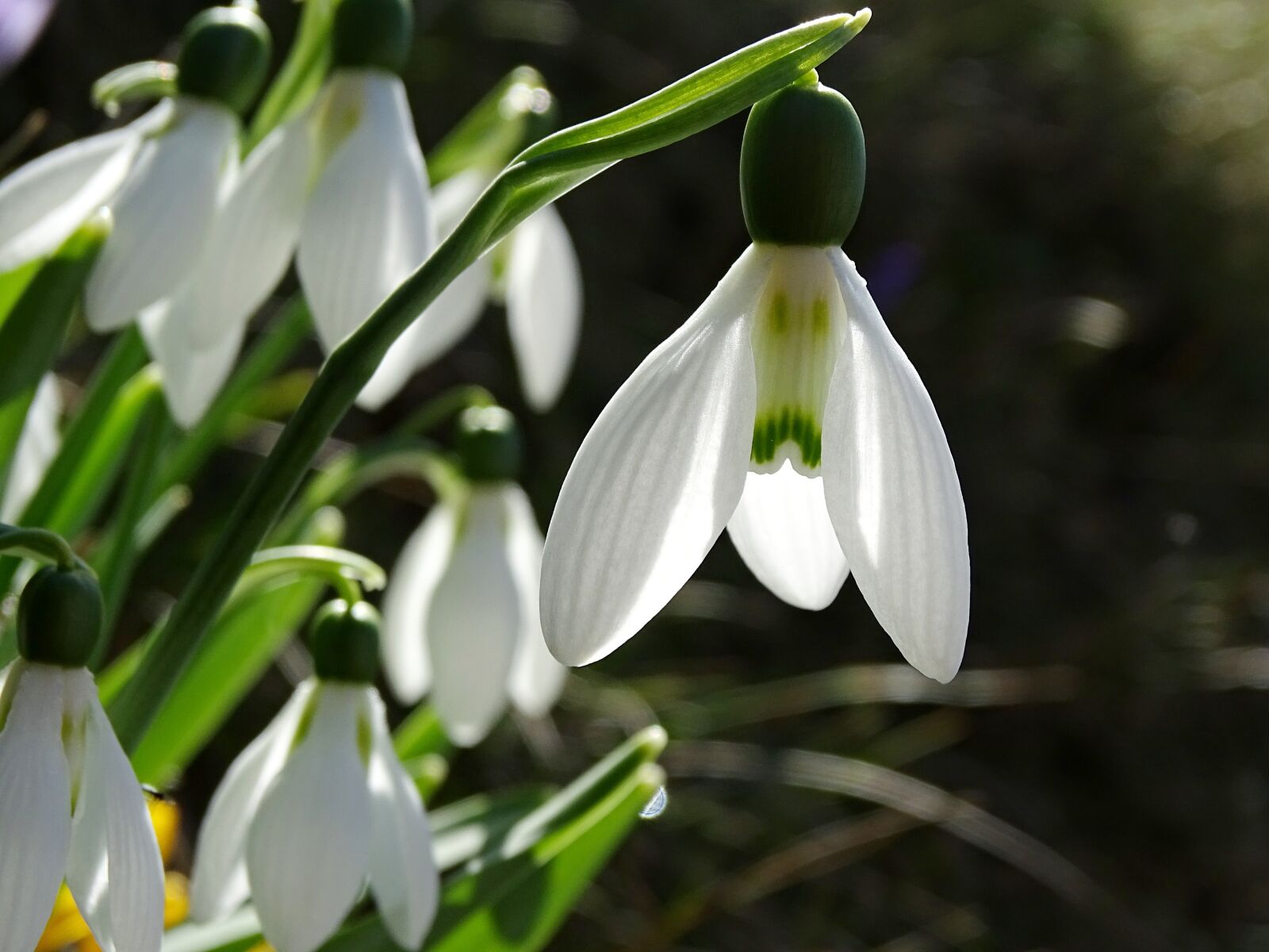 Sony Cyber-shot DSC-HX400V sample photo. Snowdrop, spring flowers, signs photography