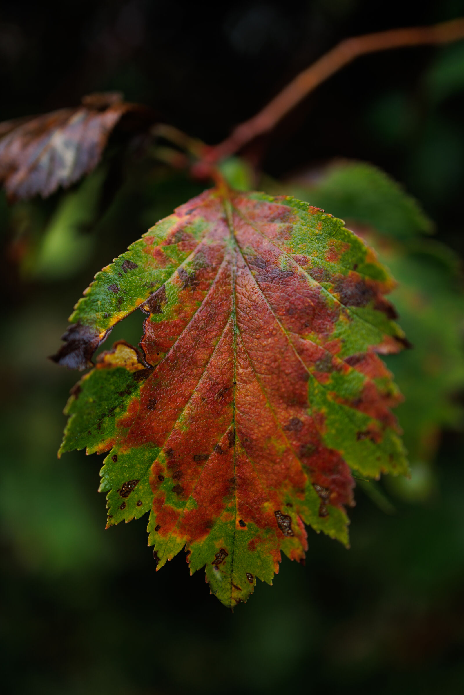Canon EOS R5 + Canon RF 24mm F1.8 Macro IS STM sample photo. Autumn leaf photography