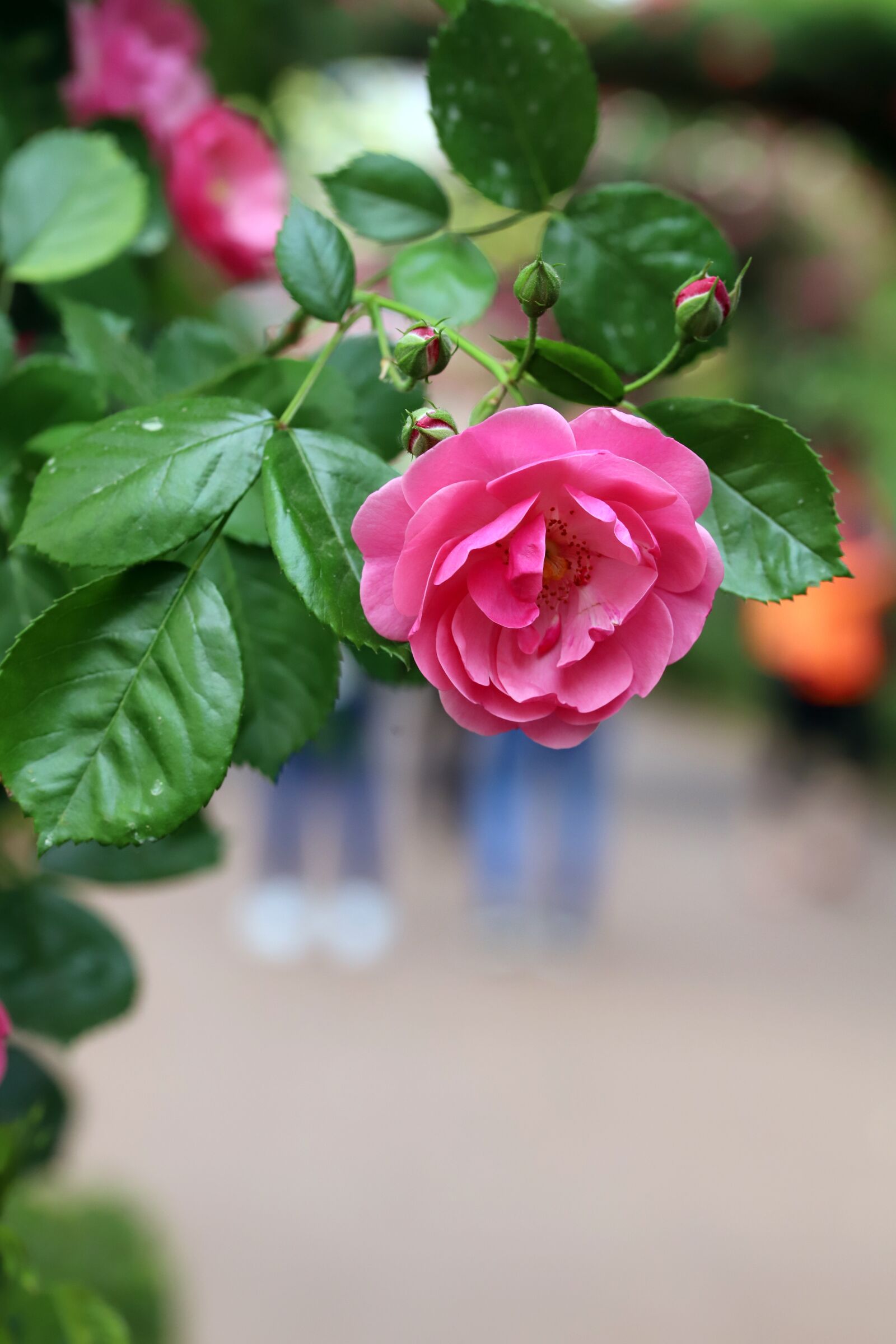 Canon EOS 6D Mark II sample photo. Rose, petal, flowers photography