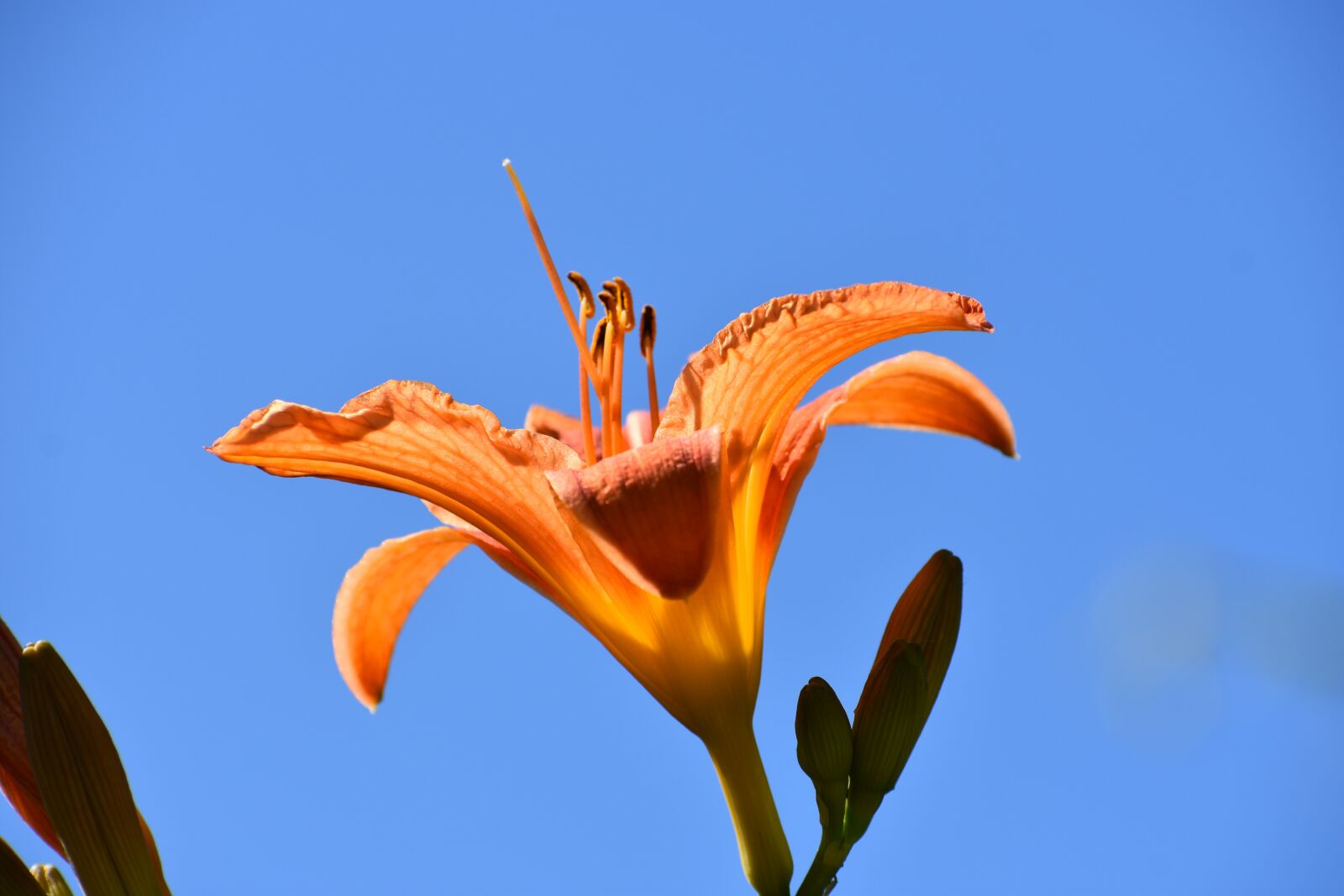 Nikon D3400 sample photo. Day-lily, orange, blue photography