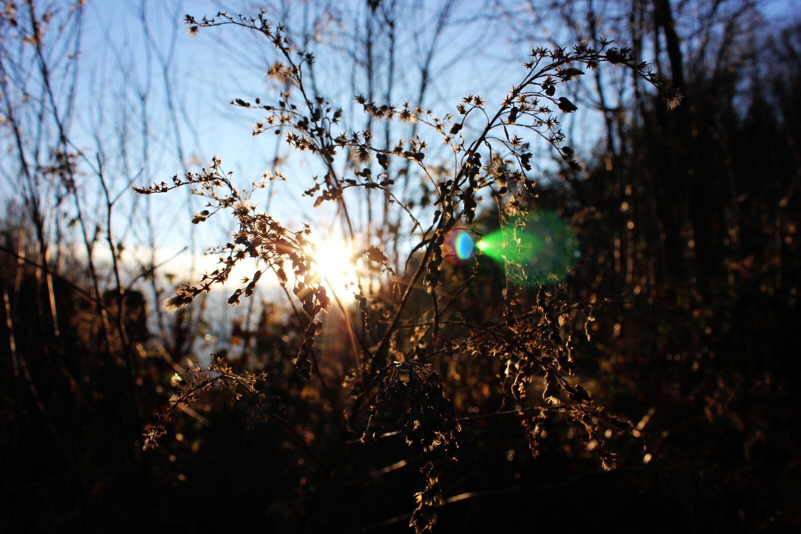 Canon EOS 1200D (EOS Rebel T5 / EOS Kiss X70 / EOS Hi) sample photo. Light, nature, corn photography