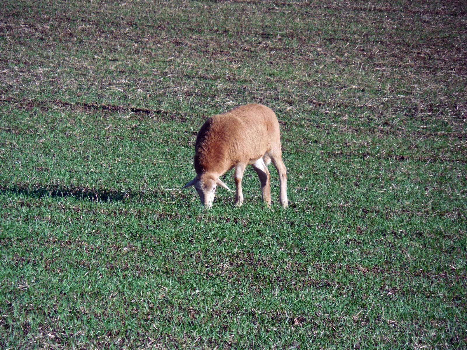 Nikon COOLPIX L620 sample photo. Sheep, pasture, graze photography
