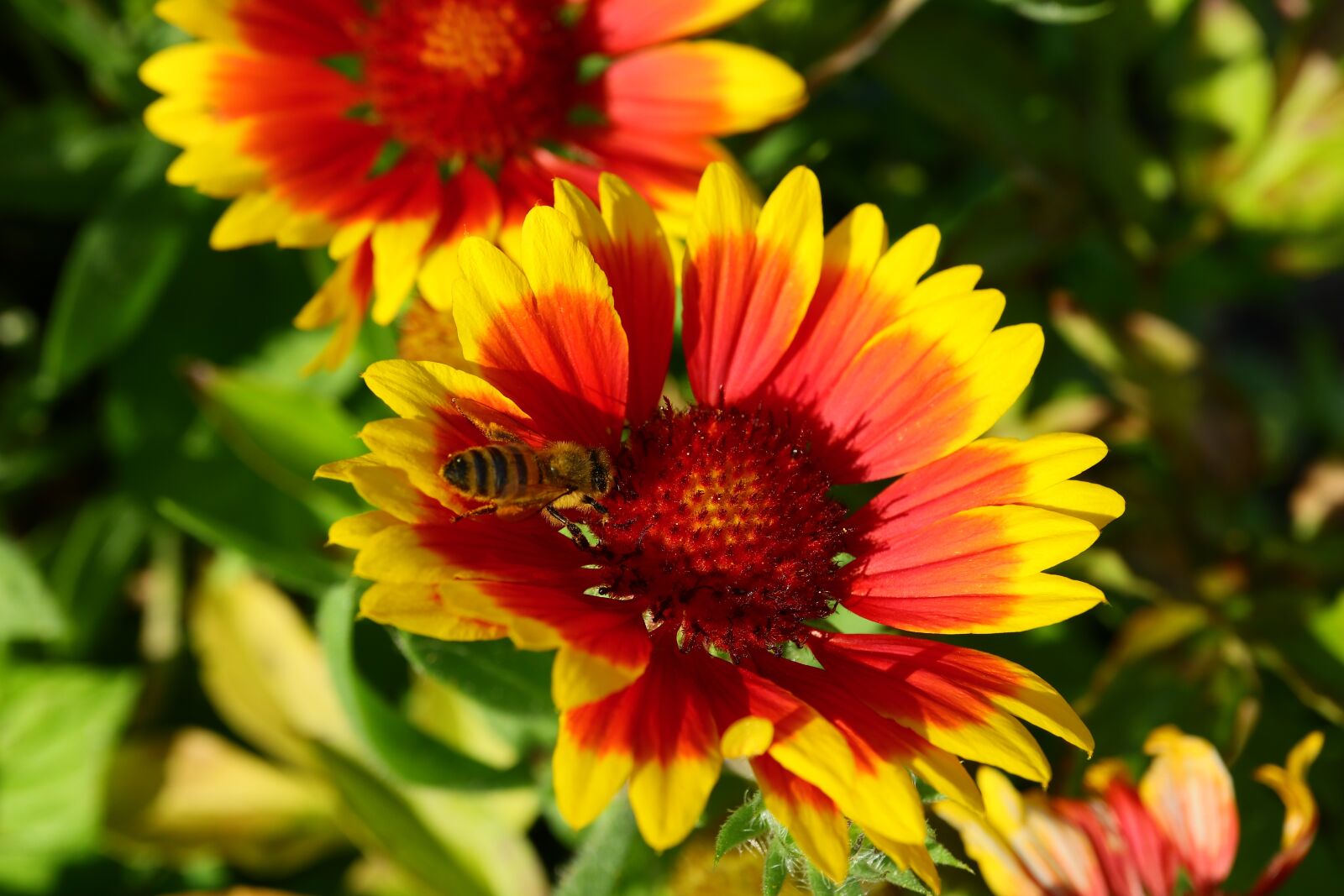 Canon EF-M 28mm F3.5 Macro IS STM sample photo. Flowers, yellow red, bright photography