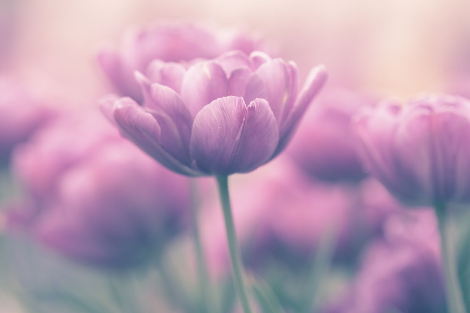 Fujifilm X-H1 sample photo. Tulip, flower, tulips photography