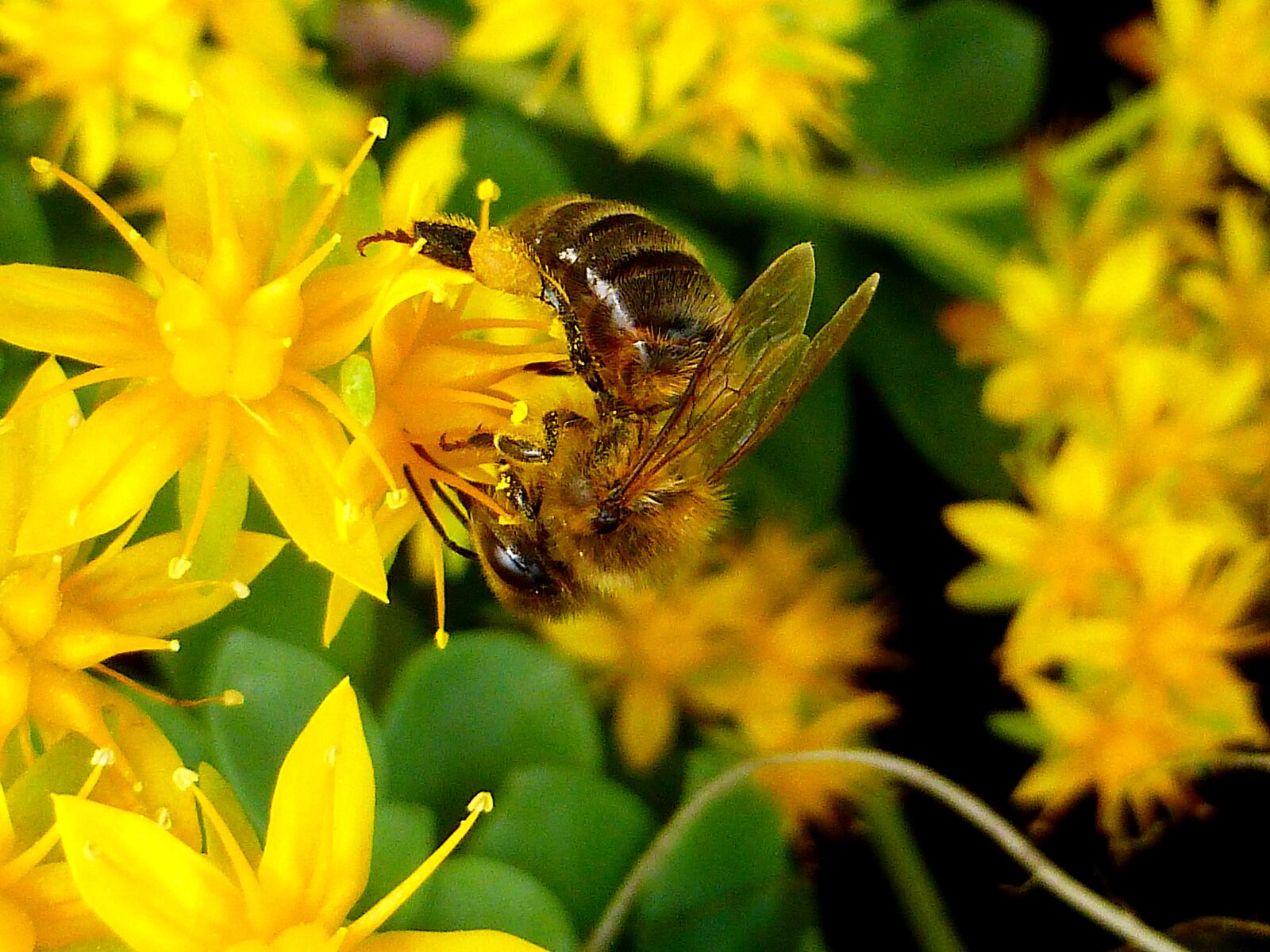 Panasonic Lumix DMC-ZS25 (Lumix DMC-TZ35) sample photo. Insect, bee, honey photography