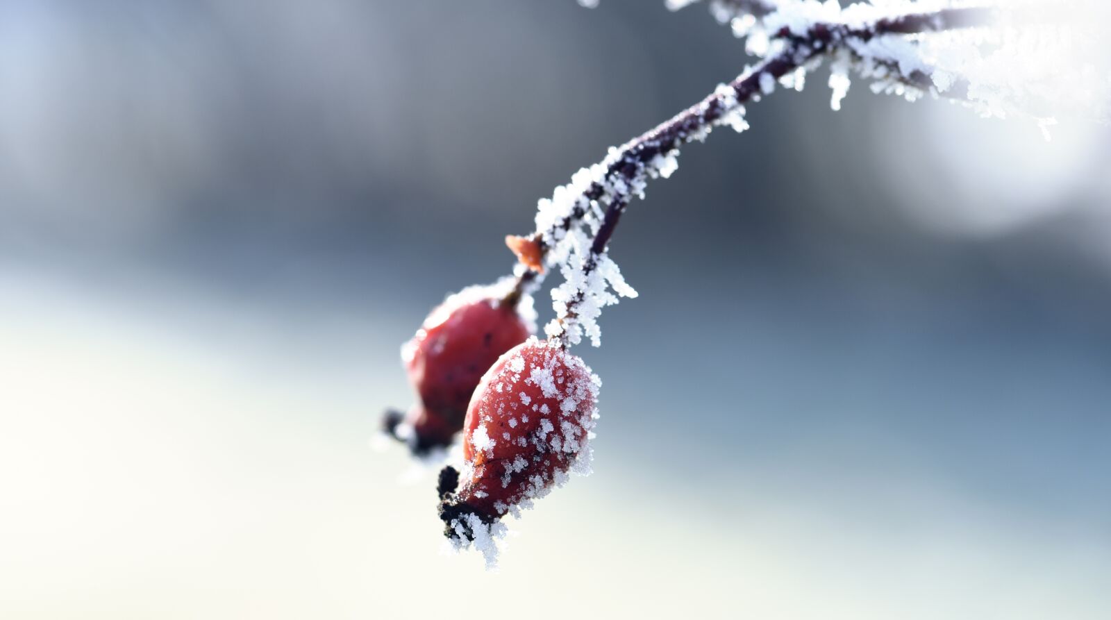 Nikon D750 sample photo. Nature, winter, frost photography