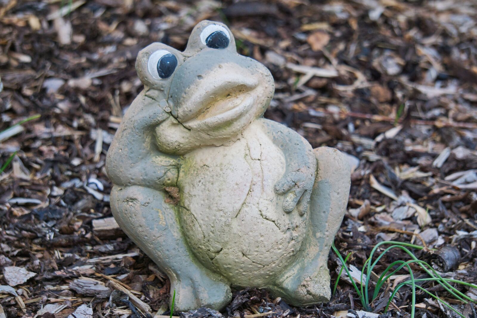 Sony E 55-210mm F4.5-6.3 OSS sample photo. Frog, animal, amphibian photography
