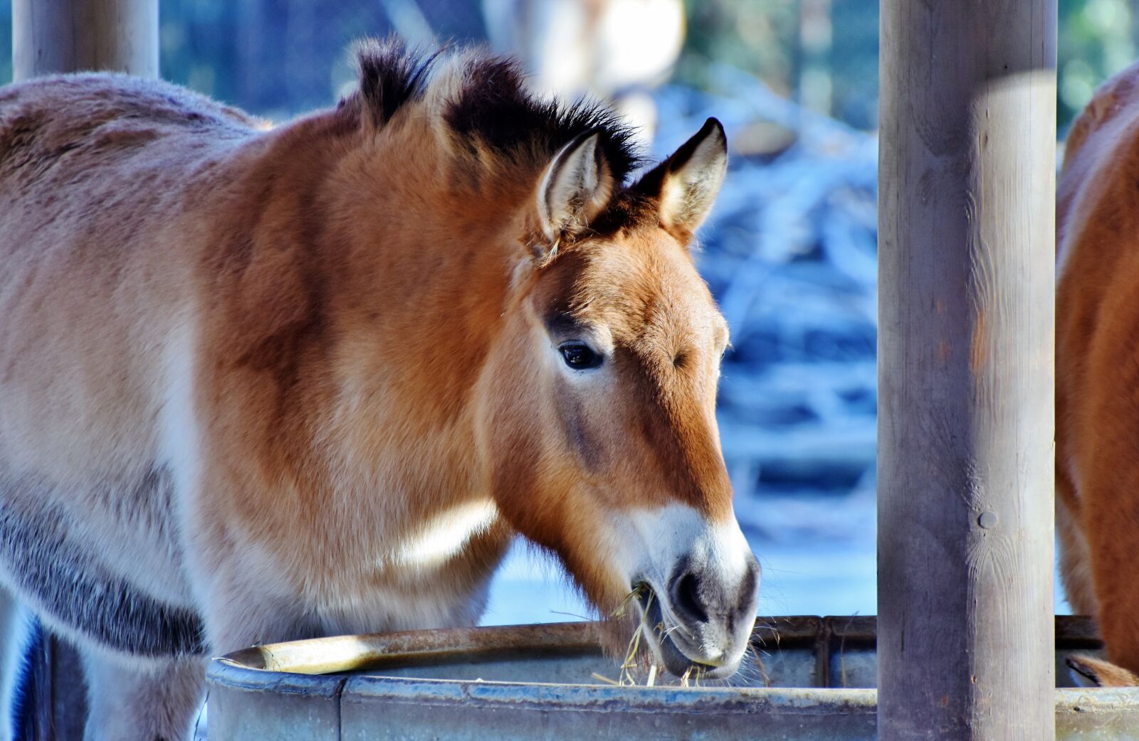 Nikon D7200 sample photo. Muli, mule, beast of photography