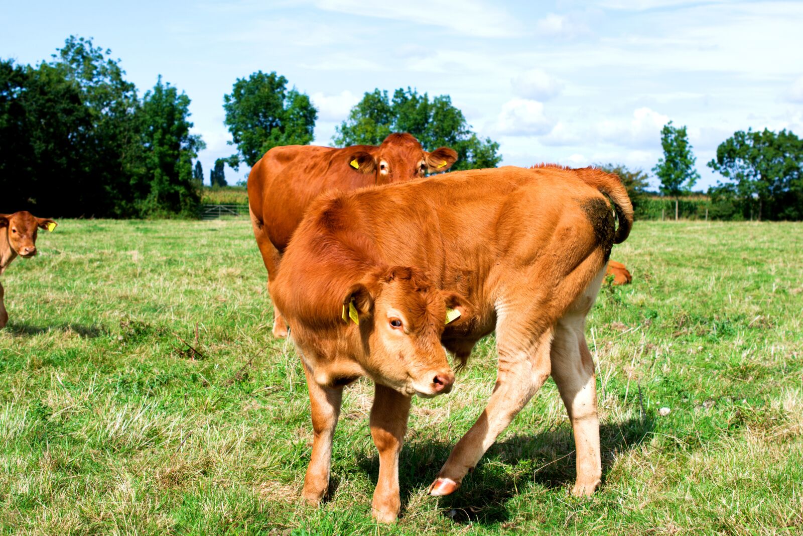Nikon D3400 sample photo. Calves, young, calf photography