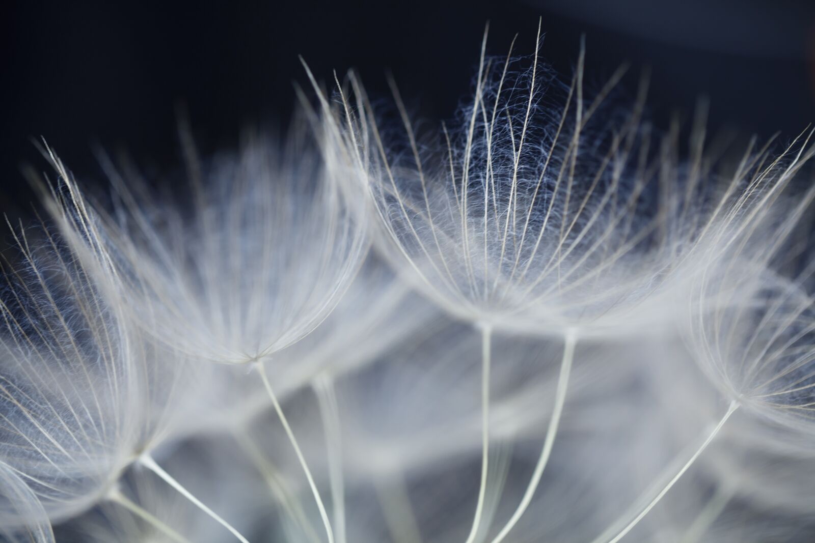 Canon EF 100mm F2.8L Macro IS USM sample photo. Flower, dandelion, seeds photography