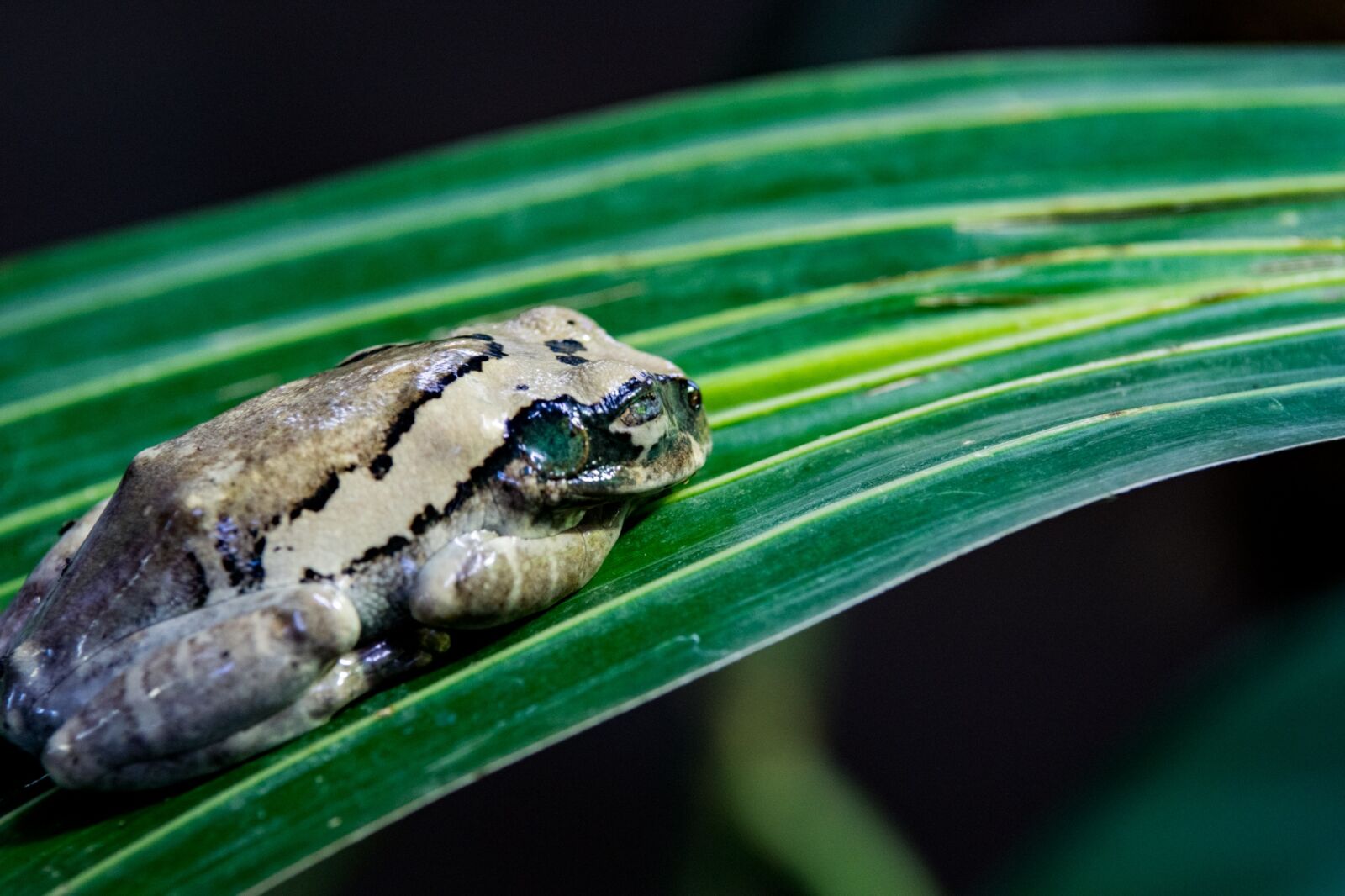 Sony ILCA-77M2 sample photo. Nature, animal world, animal photography