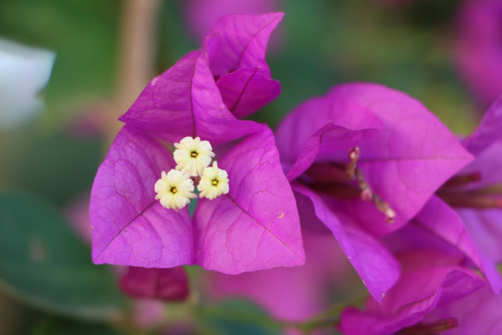 Canon EOS 760D (EOS Rebel T6s / EOS 8000D) sample photo. Flower, pink, purple photography