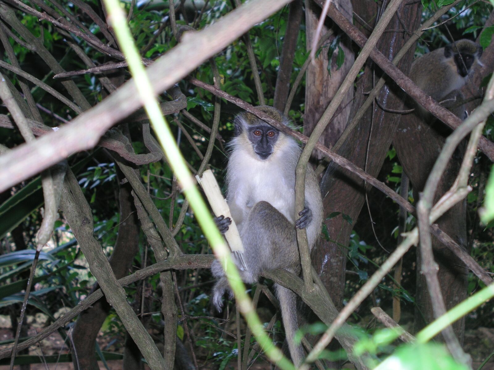 Olympus C5050Z sample photo. Green monkey, barbados, animal photography
