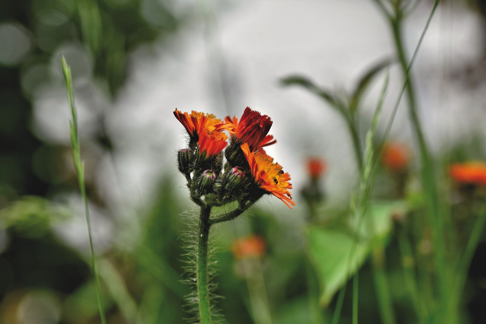 Nikon D7200 sample photo. Orange red hawkweed, composites photography