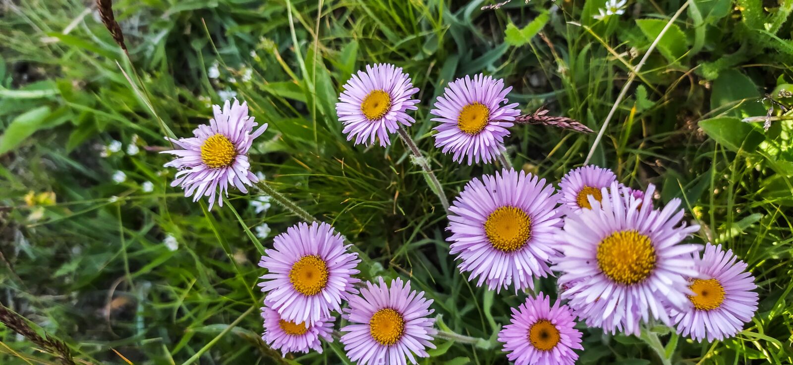 Xiaomi Redmi Note 8 sample photo. Flower, pink flower, pink photography