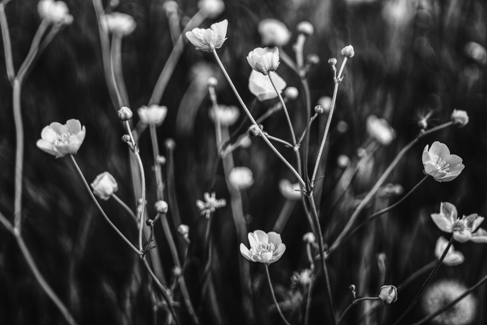 Sony a6300 + Sigma 30mm F2.8 EX DN sample photo. Buttercup, black white, plant photography