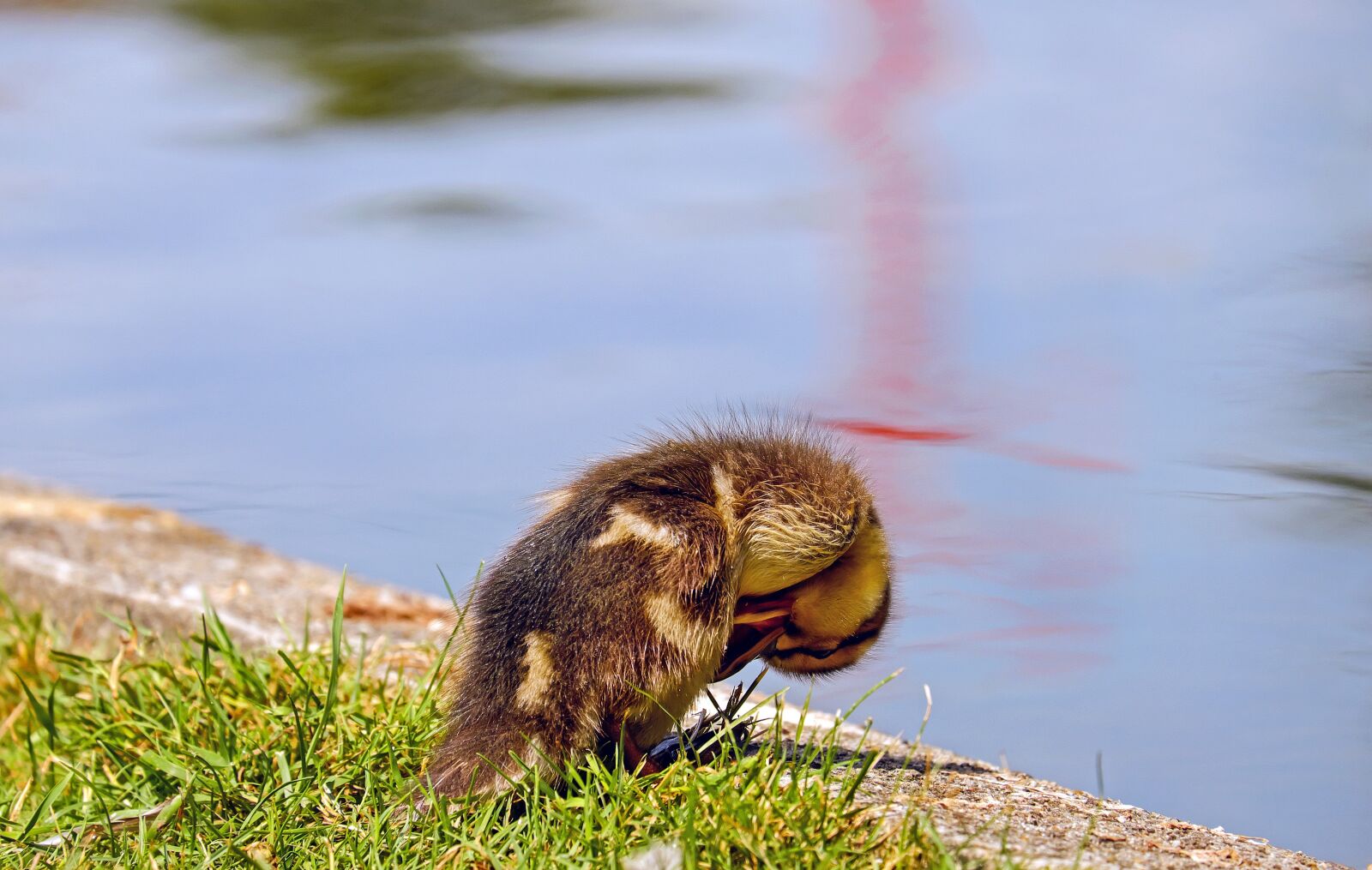 Fujifilm X-T10 + Fujifilm XC 50-230mm F4.5-6.7 OIS sample photo. Duck, chicks, young animal photography