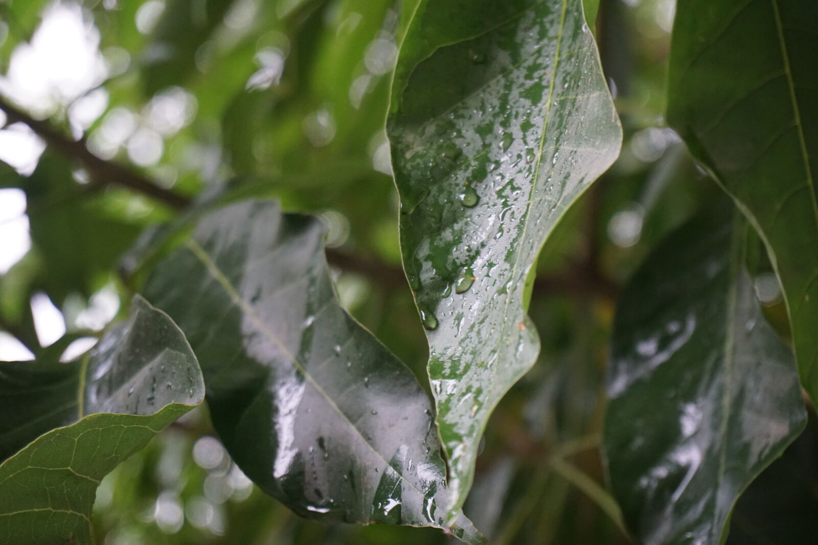 Sony E 16-50mm F3.5-5.6 PZ OSS sample photo. Leafs, leaves, rainy, waterfall photography