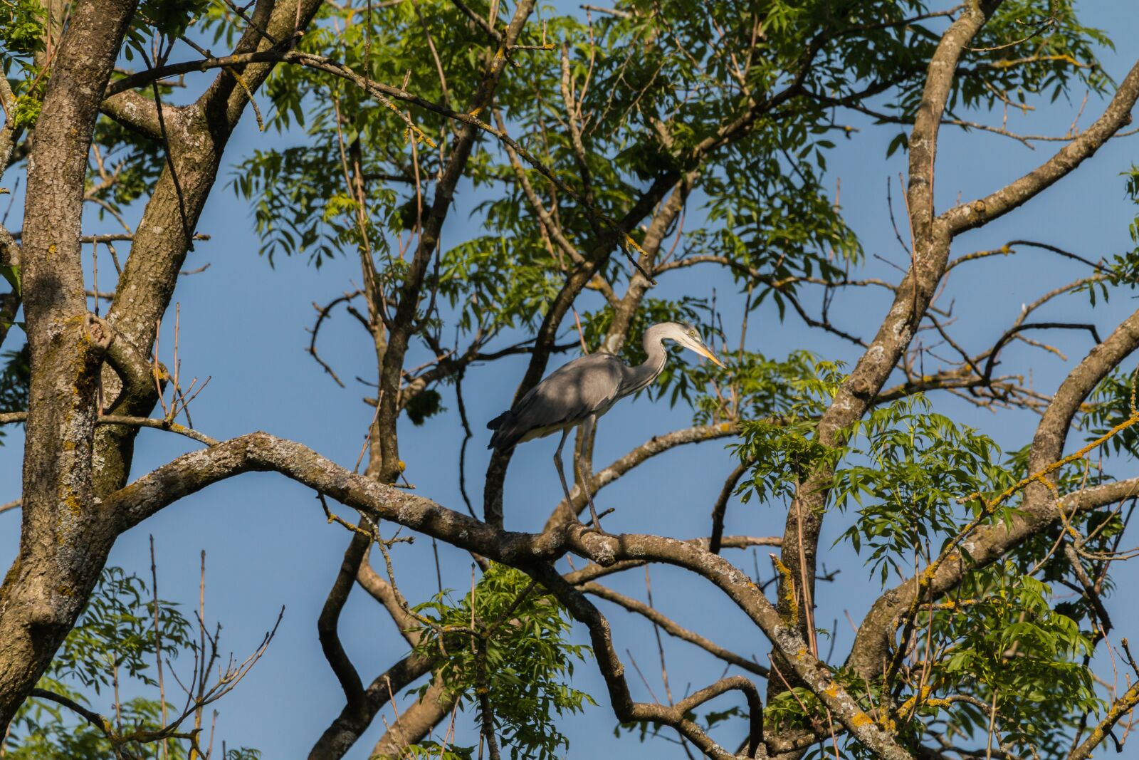 150-600mm F5-6.3 DG OS HSM | Contemporary 015 sample photo. Heron, bird, tree photography