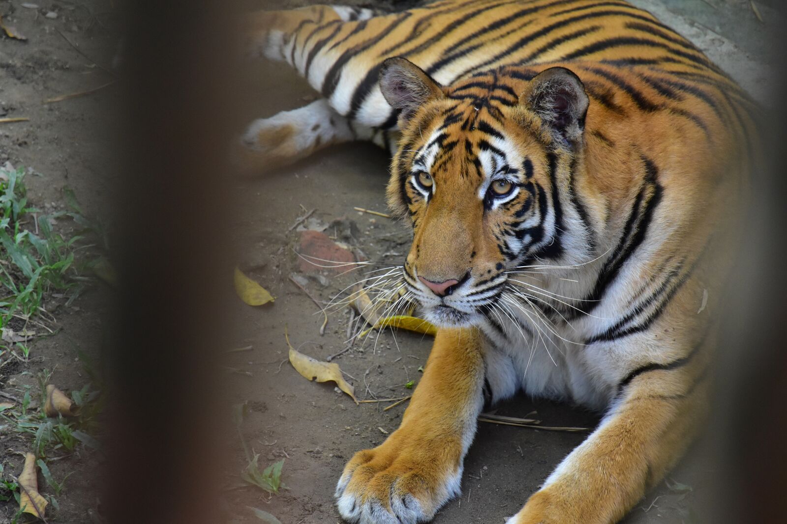 Nikon D5500 sample photo. Myanmar, burma, asia photography