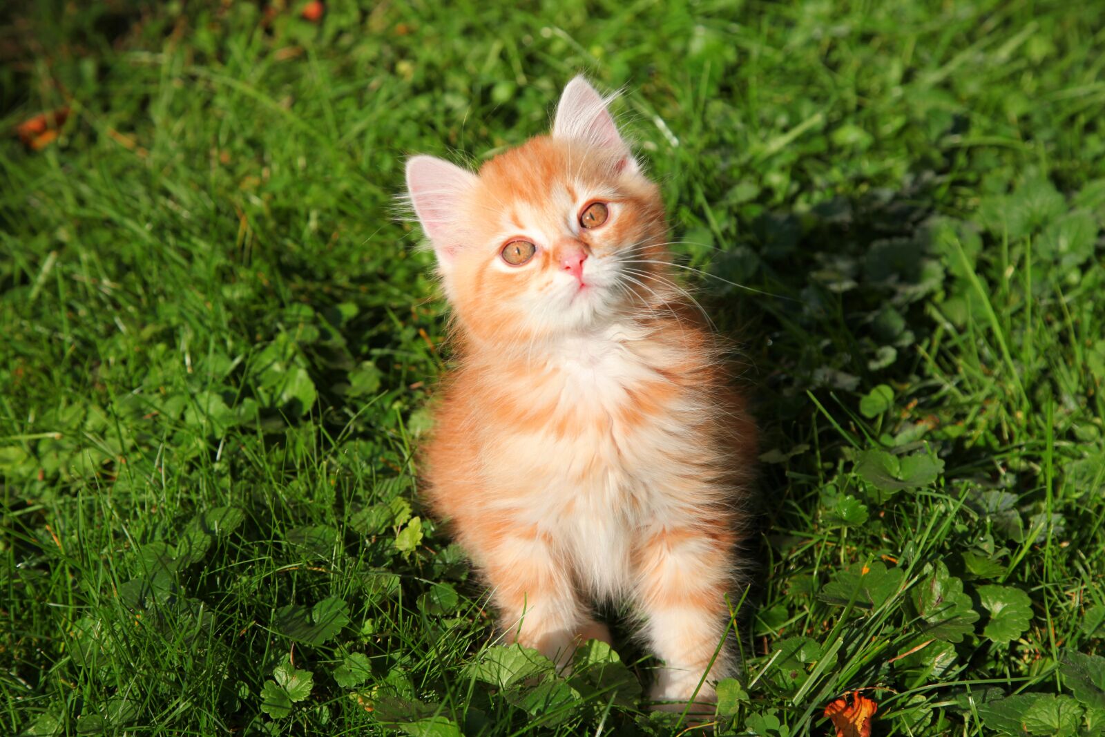 Canon EOS 5D Mark II sample photo. Cat, young cat, red photography