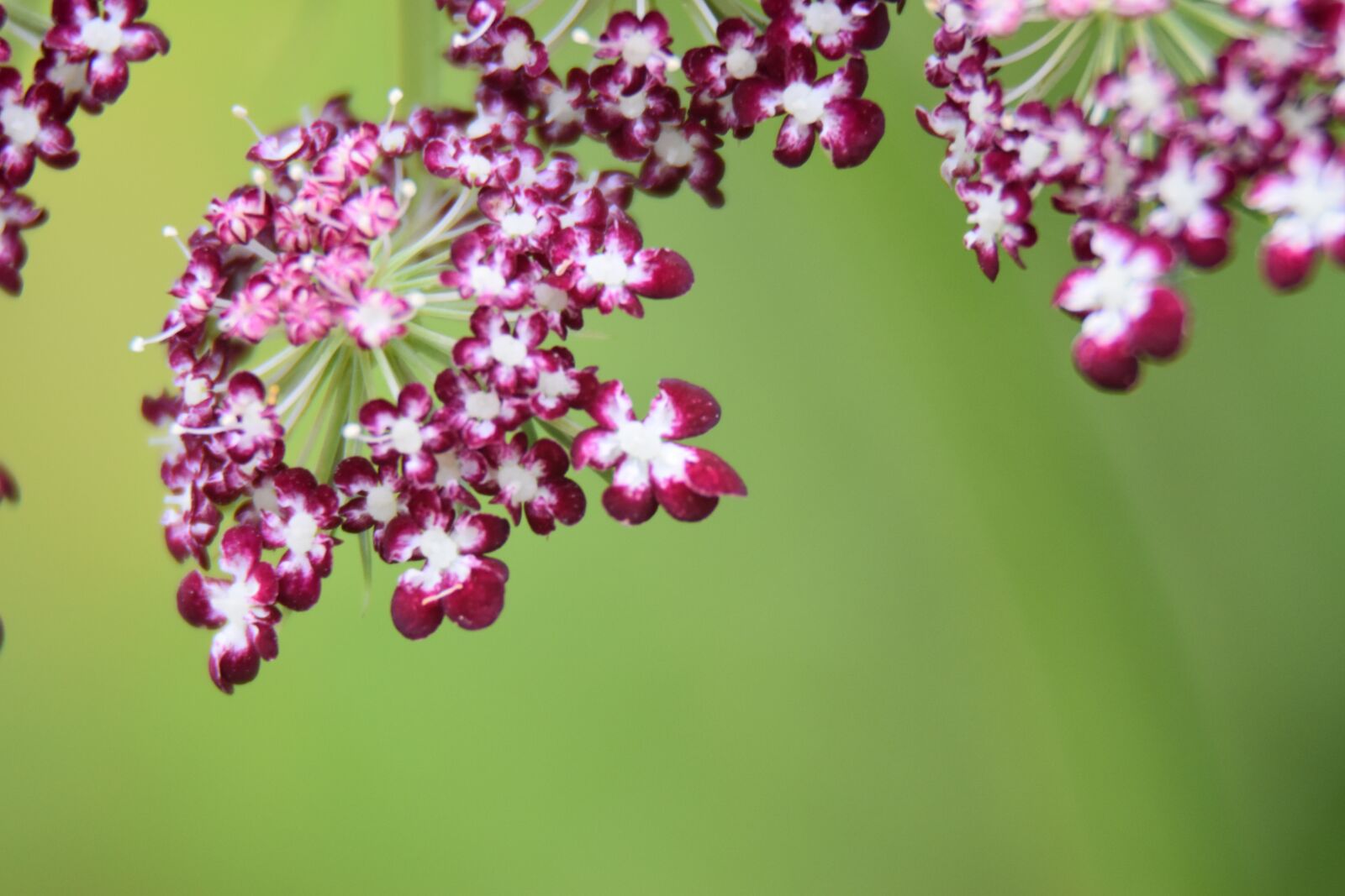 Nikon D5600 sample photo. Blossom, bloom, macro photography