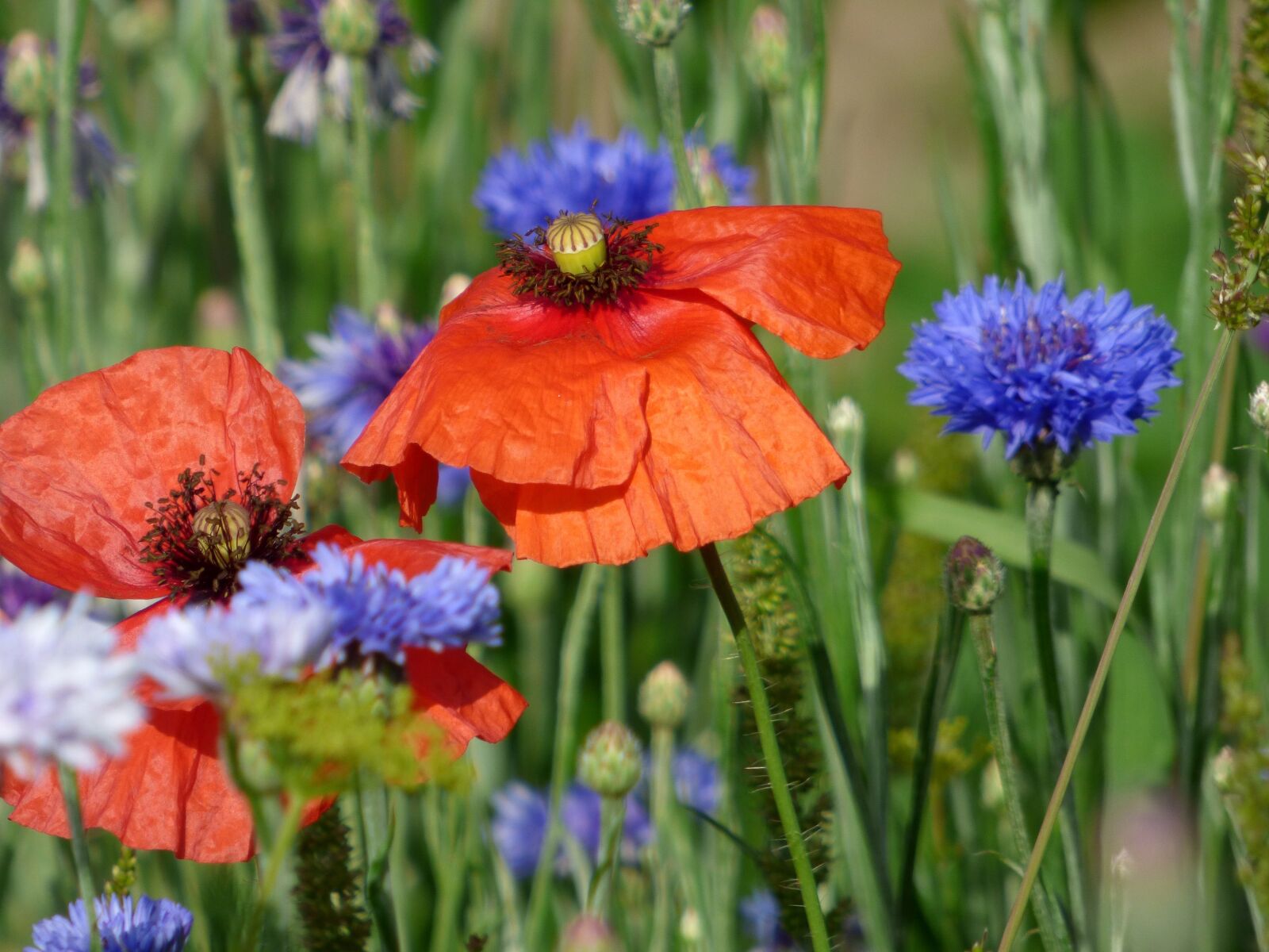 Panasonic DMC-FZ72 sample photo. Flowers, poppies, blueberries photography