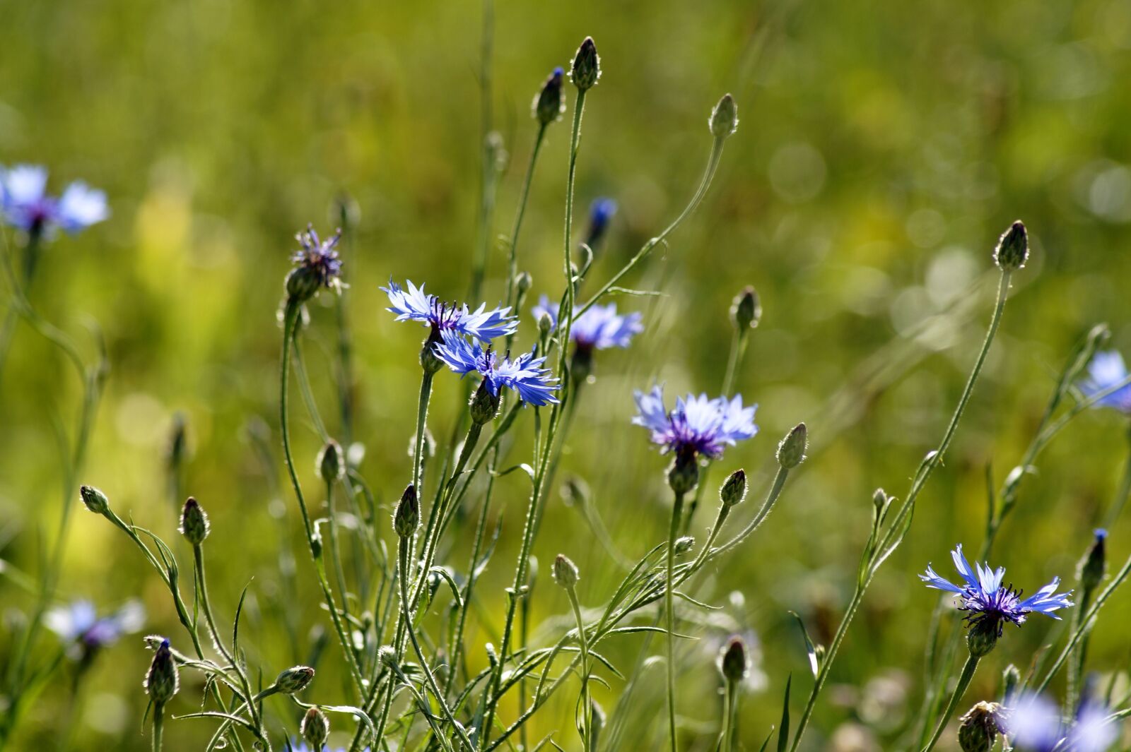 Sony SLT-A58 sample photo. Cornflower, flower, nature photography