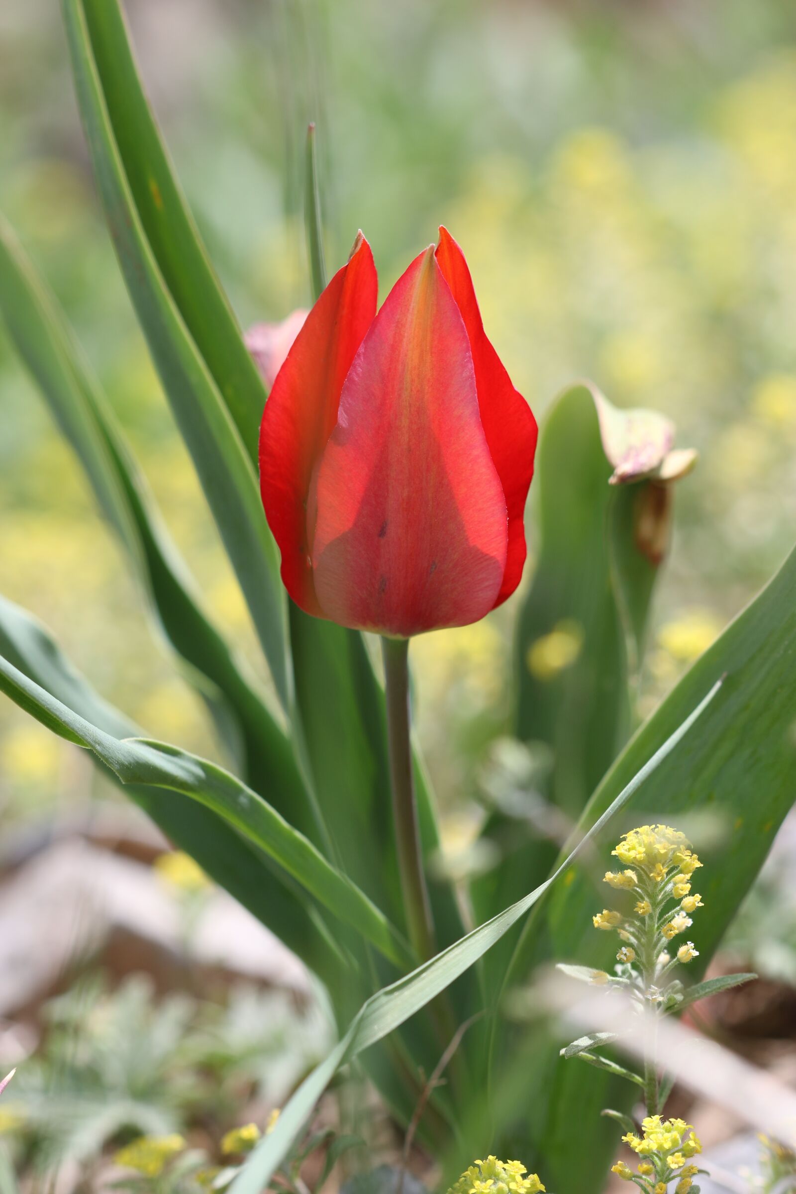 Canon EOS 70D + Canon EF 100mm F2.8 Macro USM sample photo. Red tulips, tulips, green photography