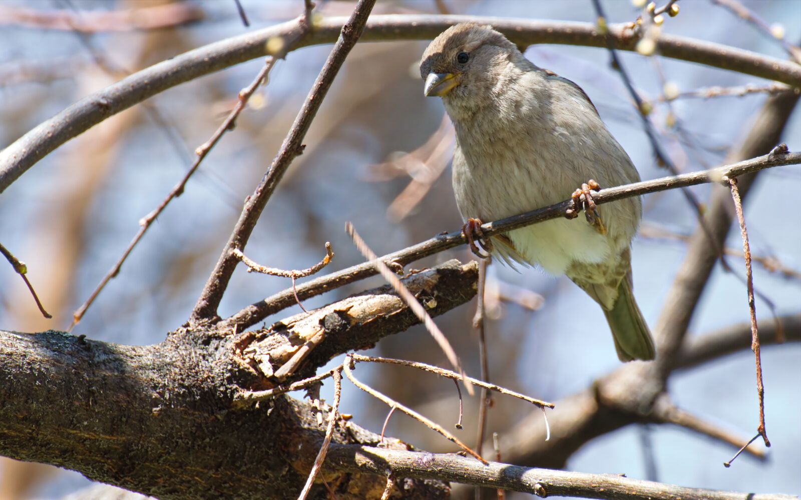 Nikon D5300 sample photo. Bird, sparrow, pom photography